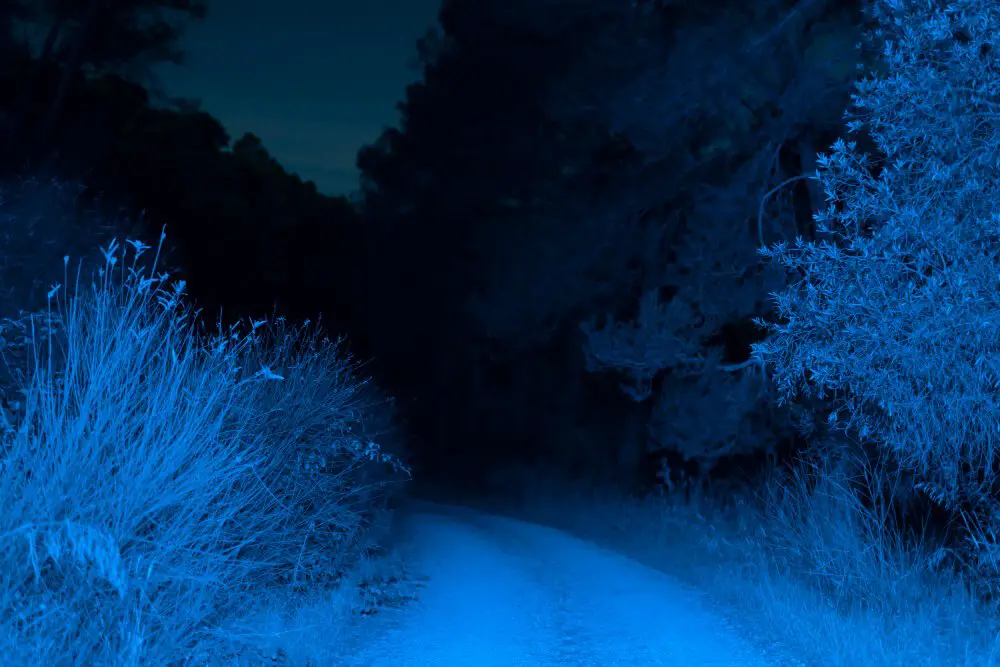 illuminated-road-forest-night-time